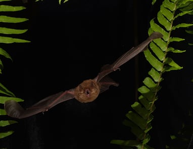20230626_Vietnam_Bat_Flying_2_©_GGC_GDE copy